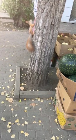 Looky_1693935005960 в LOOKY. #белочка,#рынок,#рекомендации. Белочка 🐿️ на рынке...