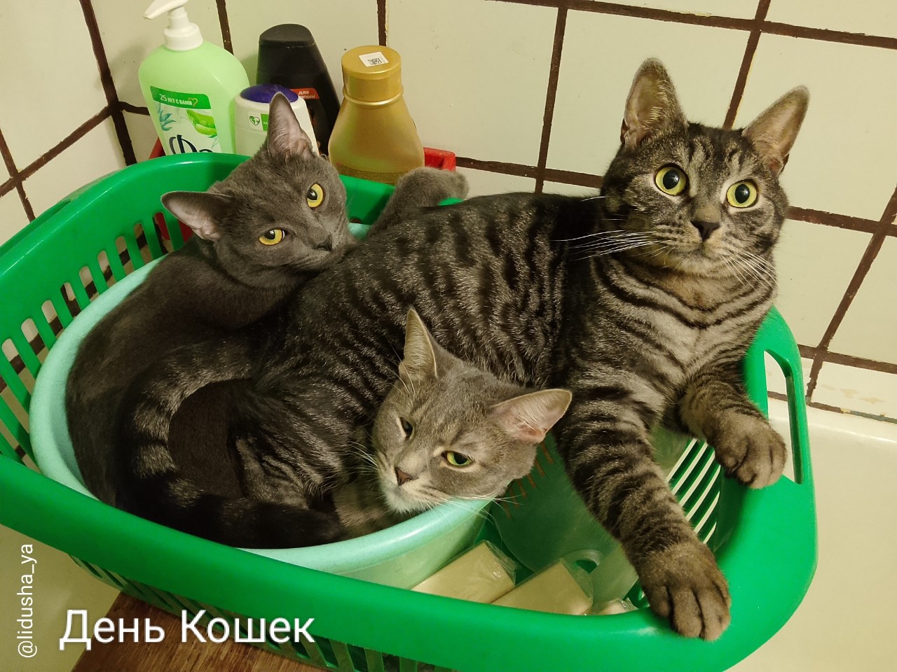 lidusha_ya в LOOKY — 1 марта в России ежегодно отмечают День кошек. 
Это неофициа