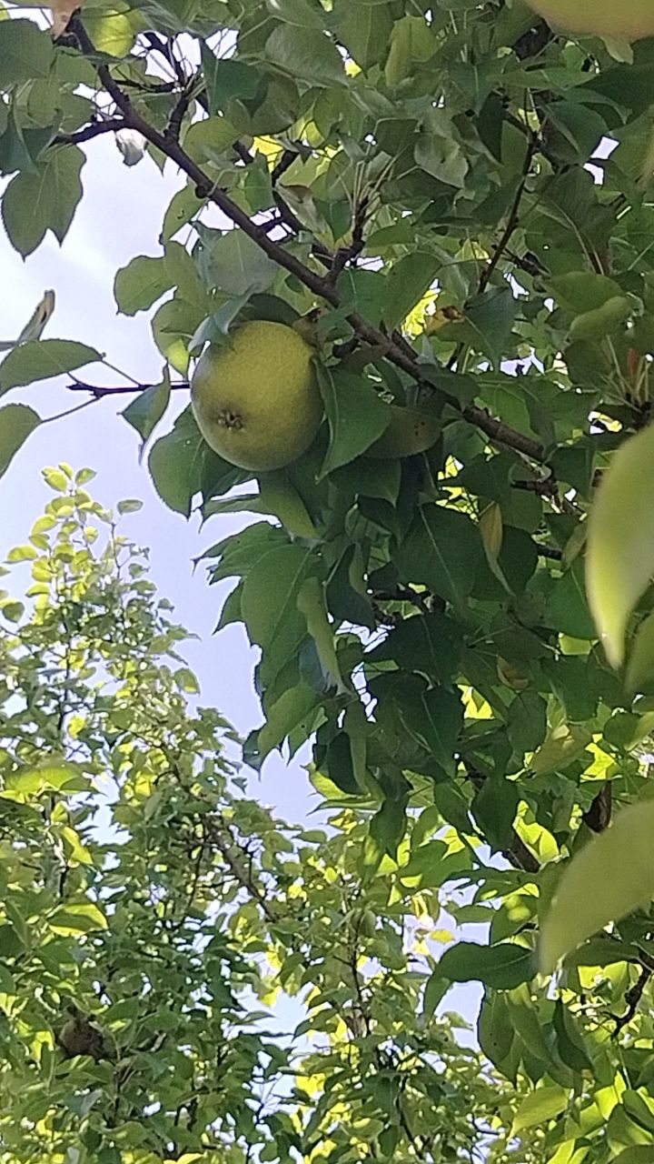 оксана в LOOKY — Снимаю груши с дерева☺️☺️☺️
