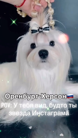 Цветные йорки Мальтипу в LOOKY. #экстрабелыййорк,#цветноййорк,#йорк,#херсон. Сегодня за белоснежн...