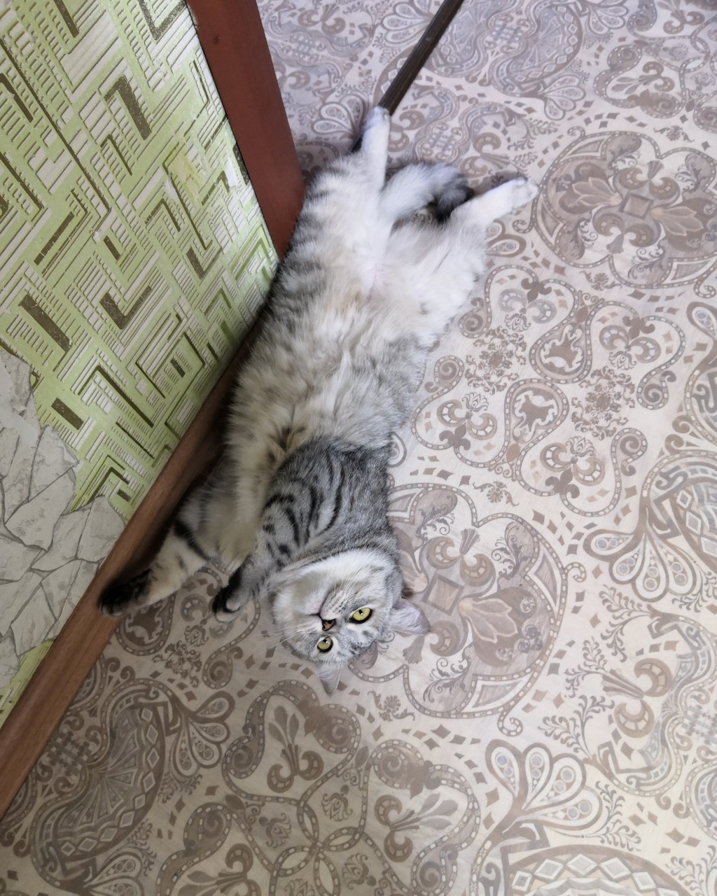 mylife in LOOKY. . Прекрасное времяпров...