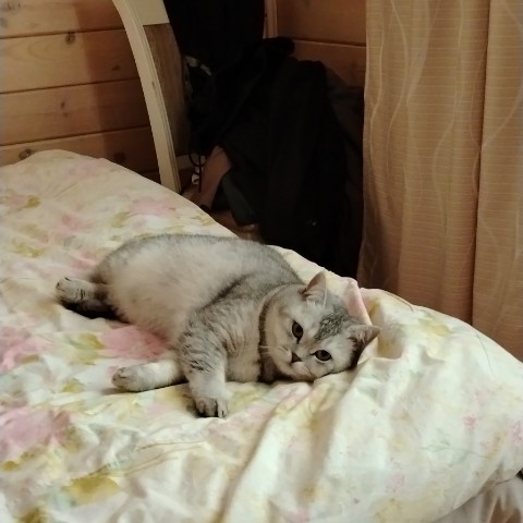 Александр Марков в LOOKY. . Мой котэ