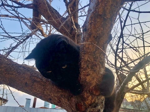 koshkabaza в LOOKY. #базачерныхкотов,#koshkobaza,#питомцы,#кошки,#черныйкот,#британец,#весна,#кот. Я на понял, а как я ...