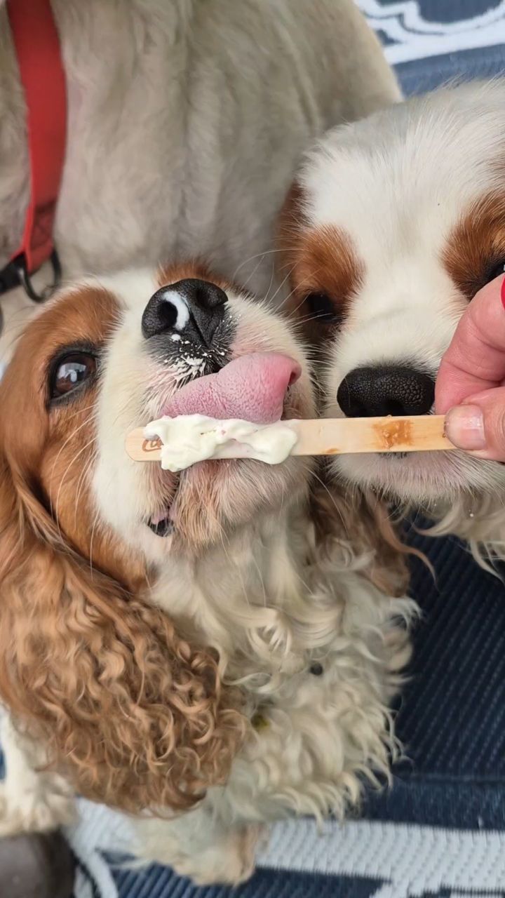 puppengame in LOOKY