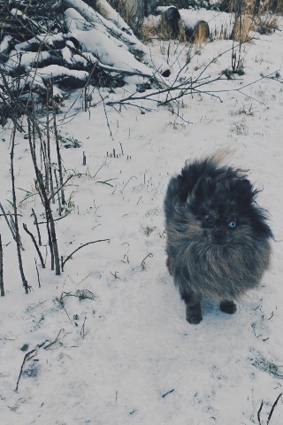 wamka_official в LOOKY. #wamka,#фото,#собаки,#животные,#рождество. С Рождеством, друзья...