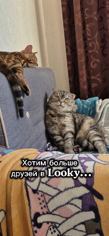 myshka.musya.marusya в LOOKY — Давайте дружить❤️ 
#кошки #котики [#рекомендации ](рекоменда