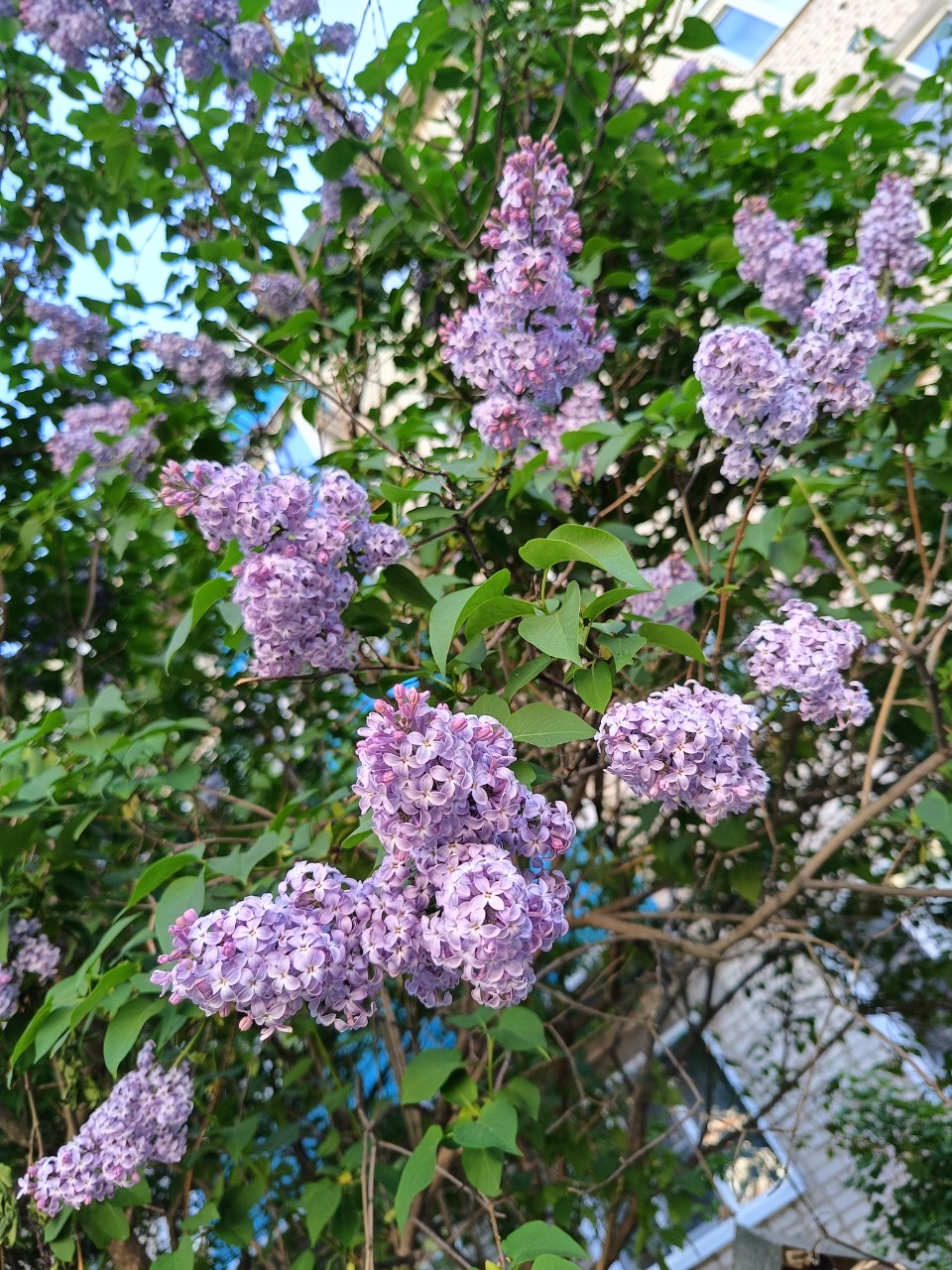 shurnovatatiana
