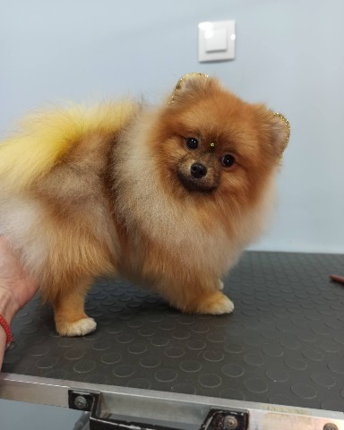 nastasya_groom_yablonovsky в LOOKY. . Креатив для Зевса
