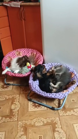 Питомник Тульский Сапфир Татьяны в LOOKY. . Бесилки