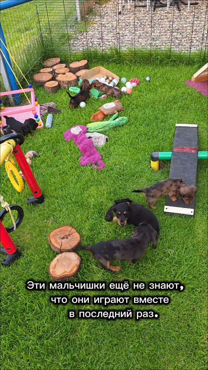 taksa_best_irisson в LOOKY. . 