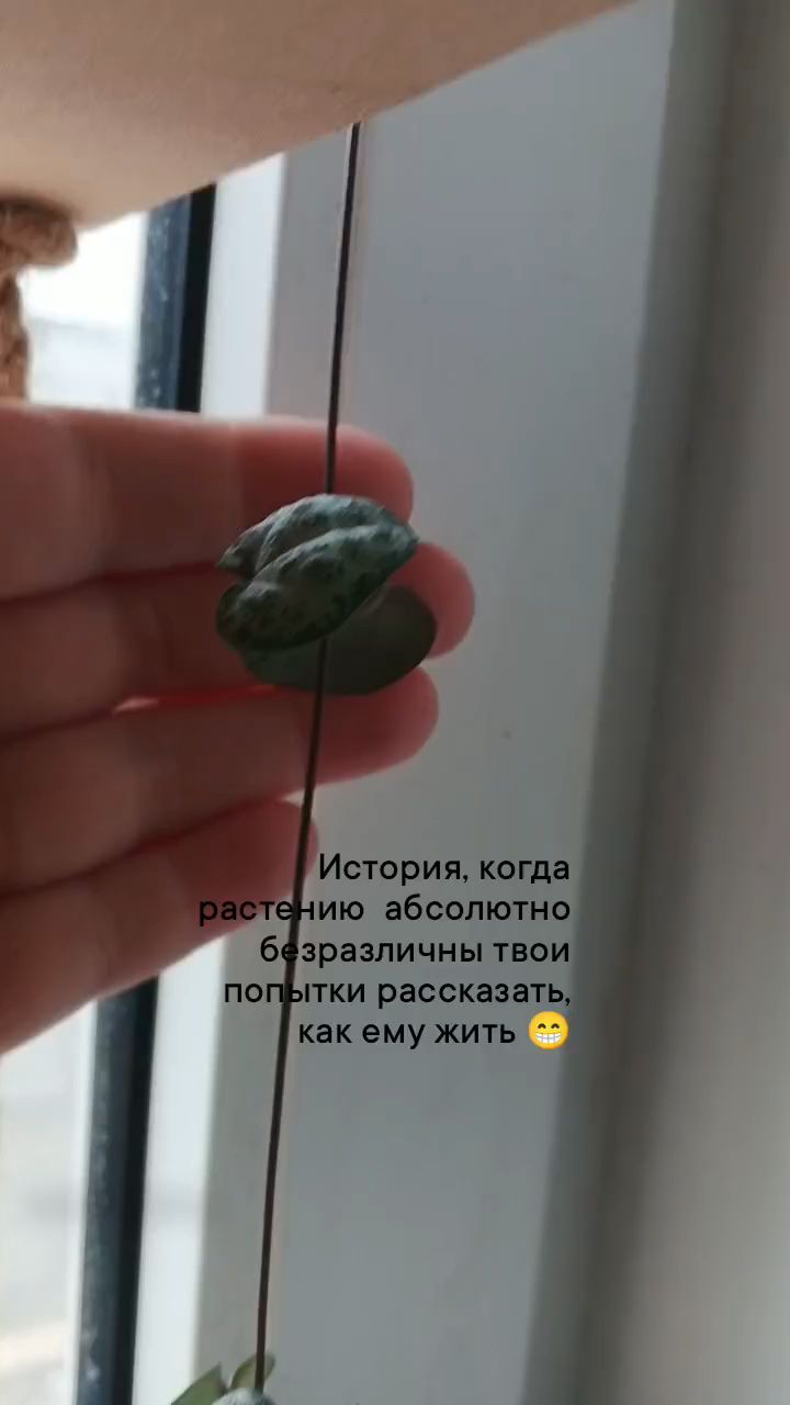 Зеленые пальцы в LOOKY. #церопегиявуда,#лианы,#уходзакомнатнымирастениями,#цветение. кто там говорил, что...