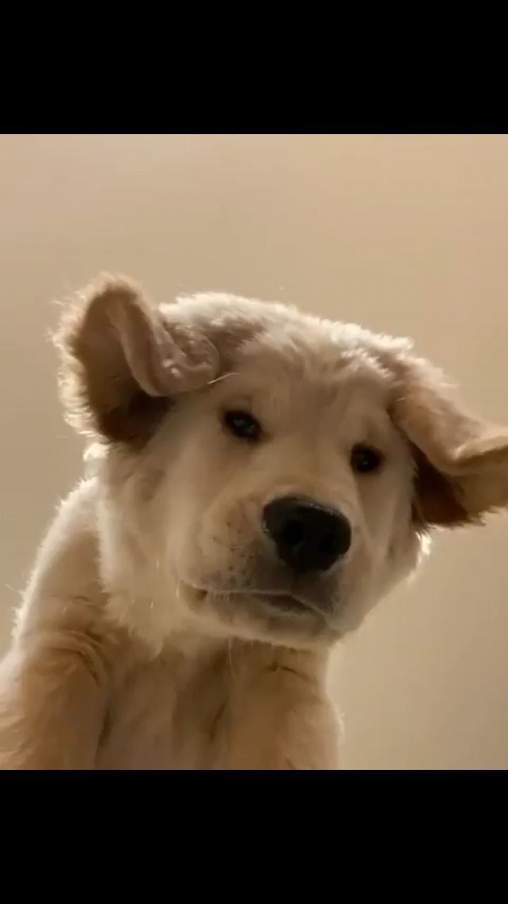 fuuny в LOOKY. . Ушастик