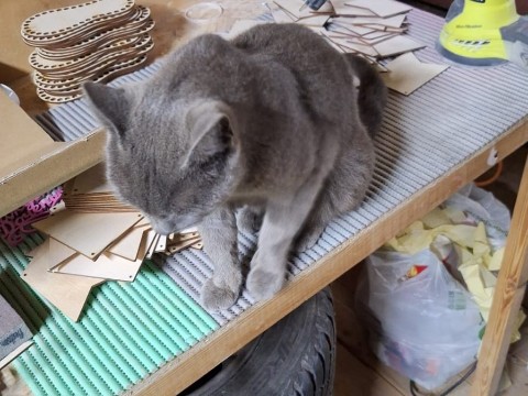 laser_cat_shop в LOOKY. . Кто нас не кормит, т...