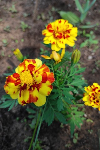 Looky_1722602780023 в LOOKY. . 