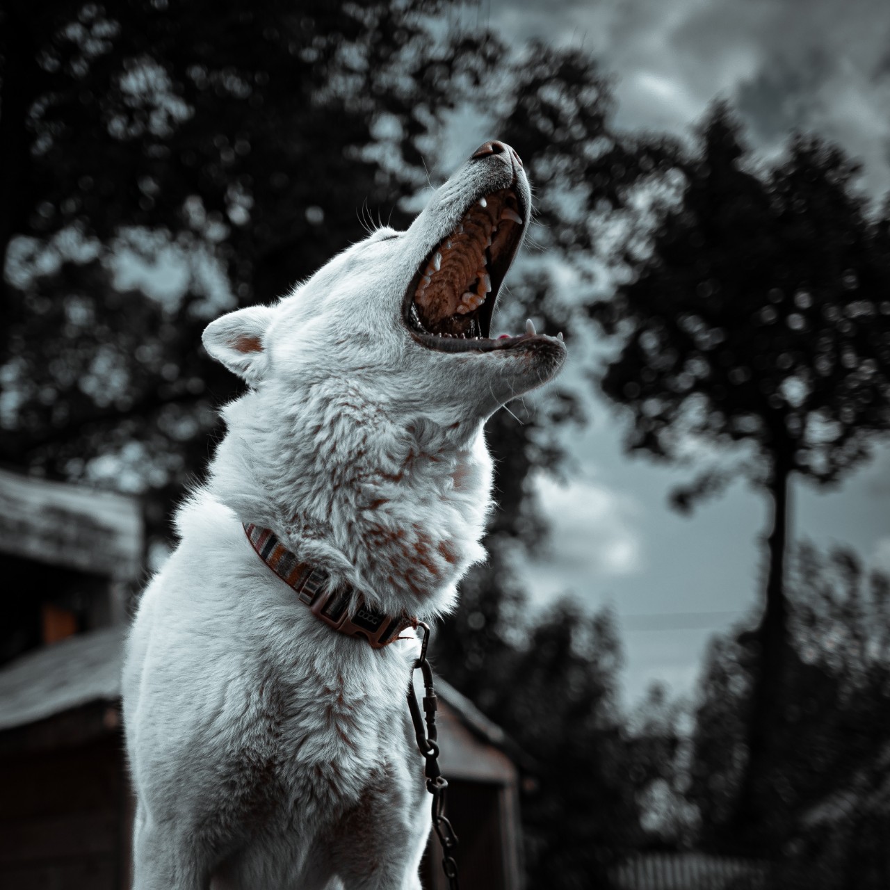 [#dog ](dog)
[#looky_топ ](looky_топ)
[#looky_контент ](looky_контент)