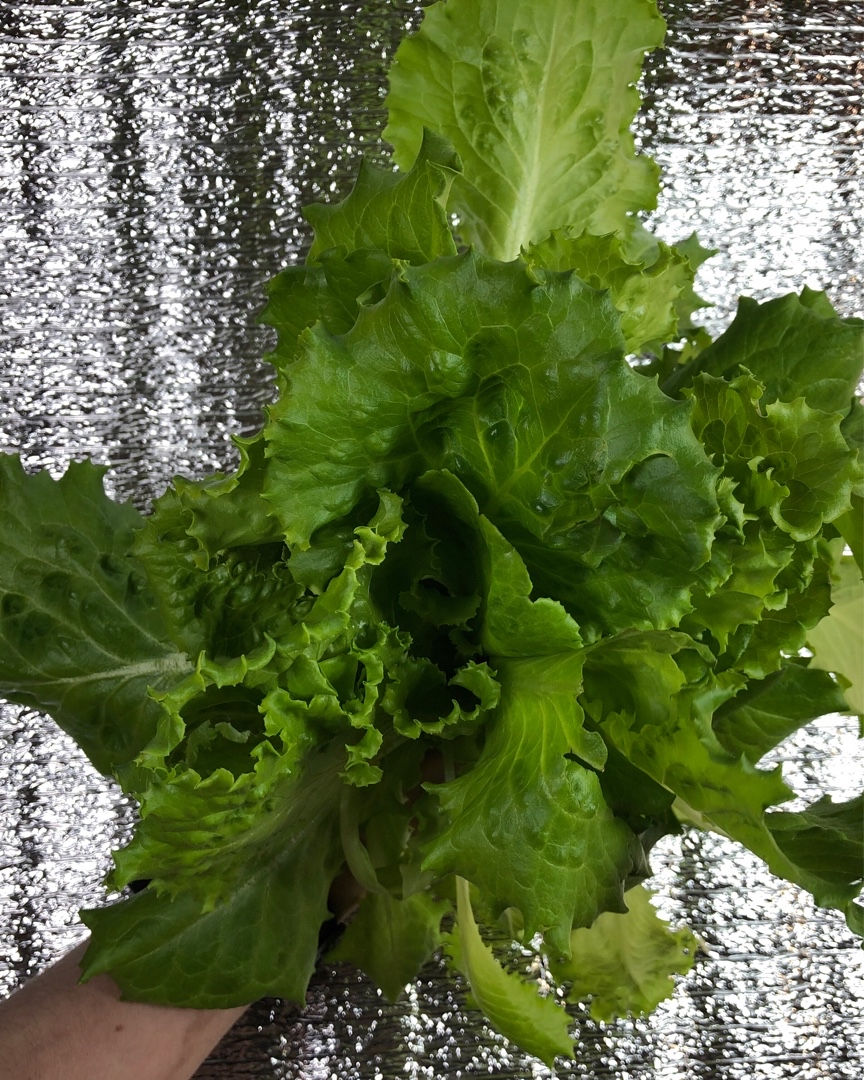 🥬Вот такой листовой салат и базилик выросли на моей  самодельной гидропонной установке. 

Это была экспериментальная посадка, с ОЧЕНЬ загущенным посевом на кокосовый субстрат, но результатом я доволен🤗 Вес нетто с одного стаканчика - 100г.

#Ситиферма #DIYbio #Гидропоника #Салат [#Базилик](Базилик) 