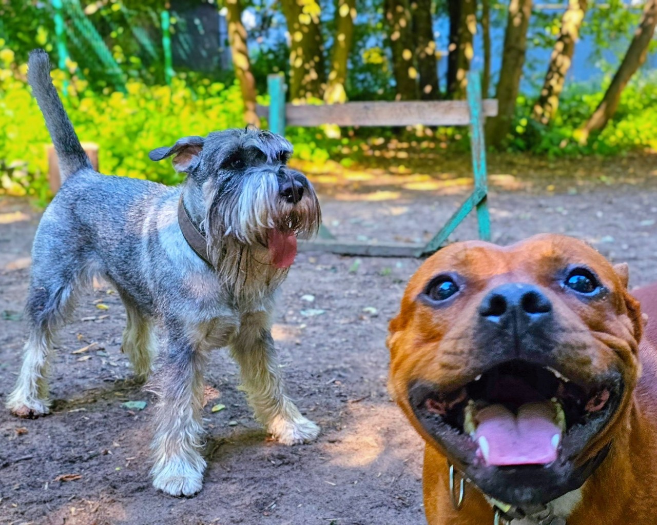 BuchTheStaffy in LOOKY