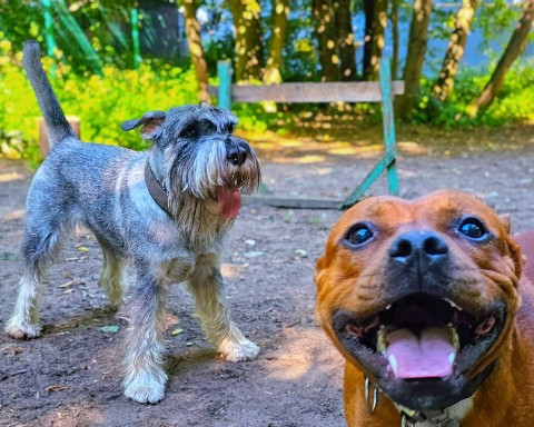 BuchTheStaffy в LOOKY. . 