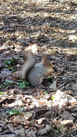 Looky_1677006456489 в LOOKY. . [#Белка](Белка) 🐿️