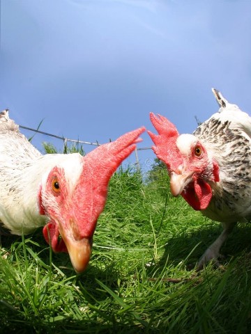 Ангелина в LOOKY. . [#курицы ](курицы)