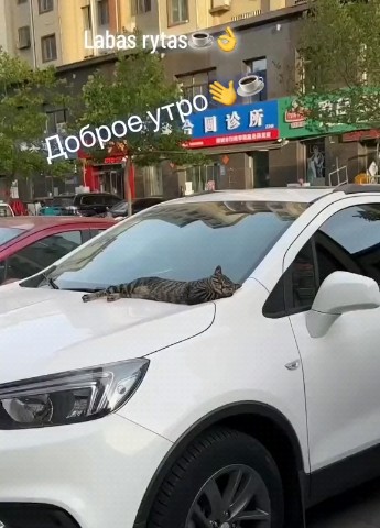 Looky_1690515114812 в LOOKY. . Доброе утро 🌞🌝 [#д...