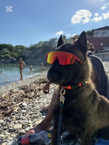 s_sobakoy_na_more в LOOKY. . Малинуа Арчи поделил...