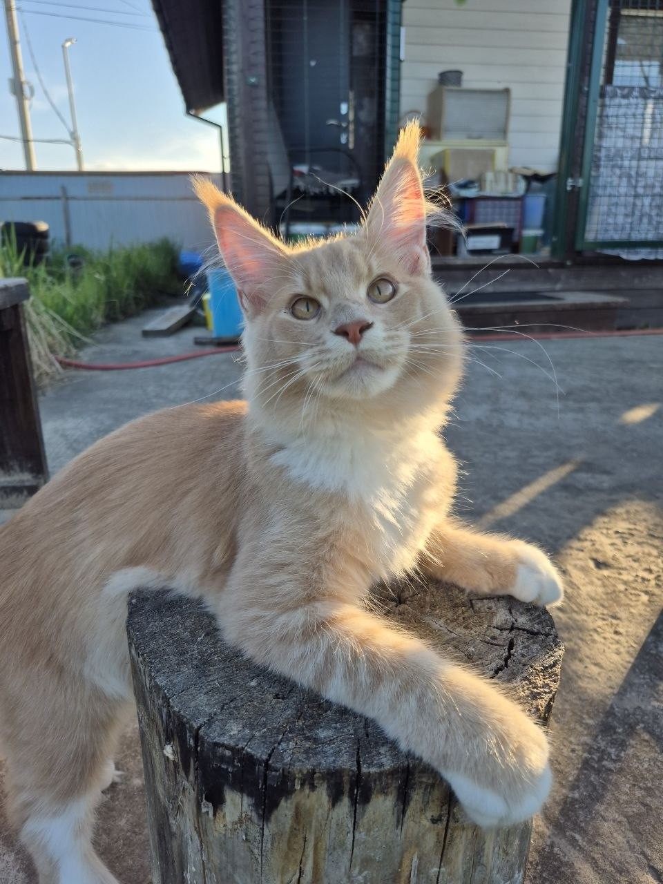 Анюта и Персиковый Раф в LOOKY — Розовые ушки, солнце на макушке! ☀️🦁
Ловите от меня кусочек