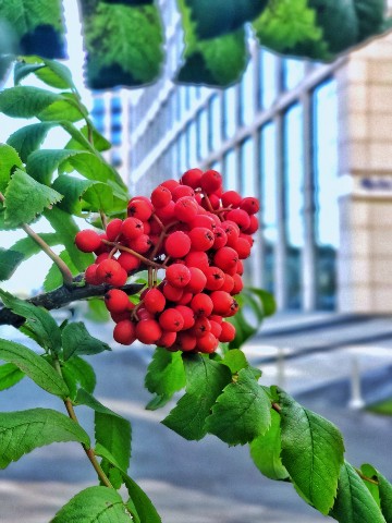 Mar.Vil_foto в LOOKY. . Осень уже в городе.....