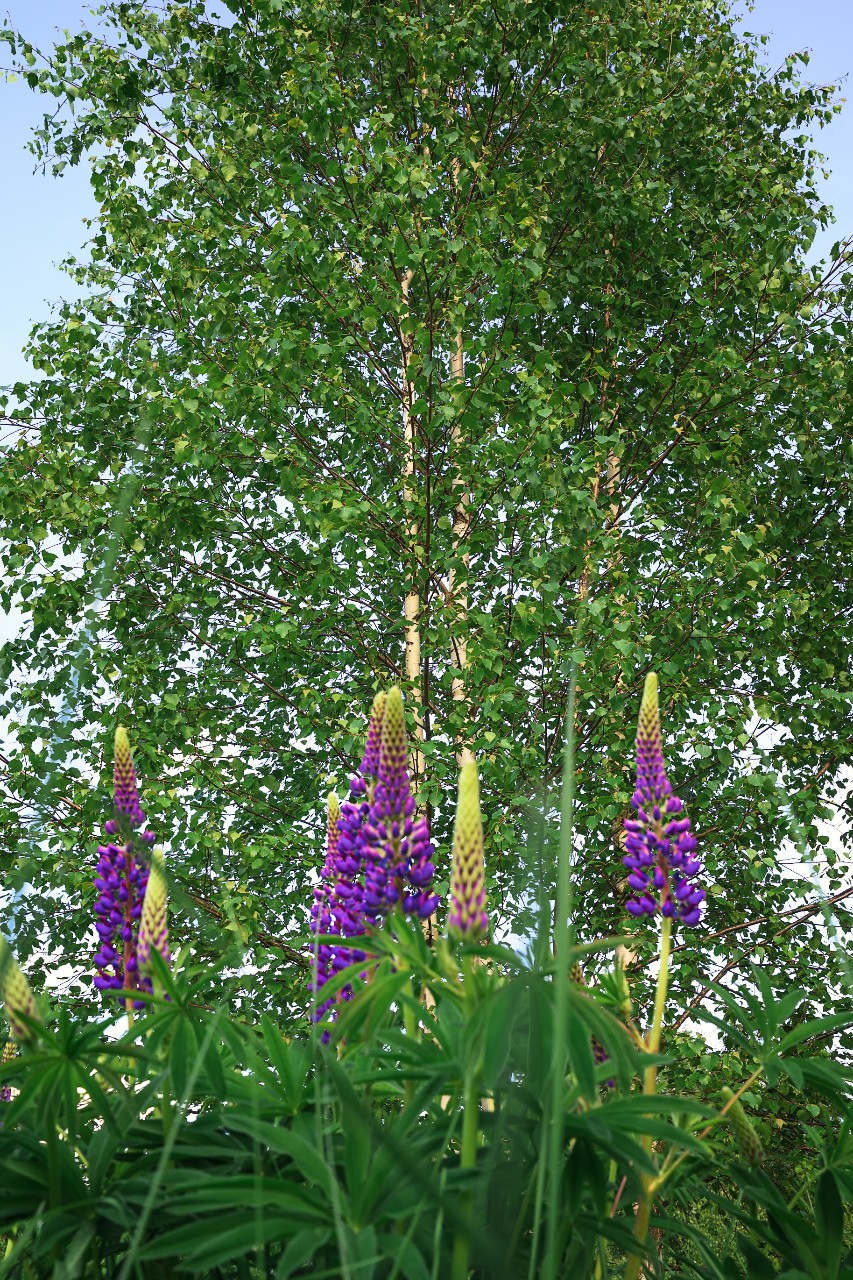 poboruev_landscape in LOOKY