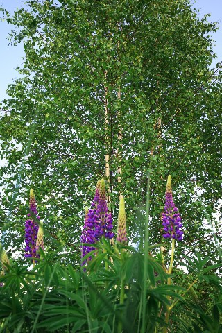 poboruev_landscape в LOOKY. #природа,#лето,#весна,#лес,#цветы,#люпин,#берёза,#берёзка,#зелень,#фотоприроды,#природноефото. Люпиновый вечер...

...