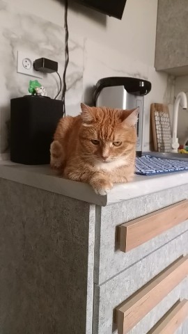 Кот Зяма в LOOKY. . Просто очень красивы...