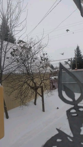 Татьяна в LOOKY. . [#птички ](птички)[#...
