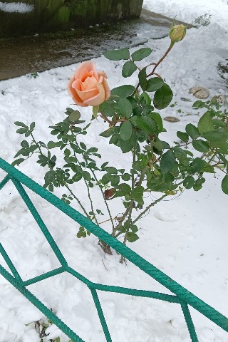 Ann в LOOKY. . В этом году зима и д...