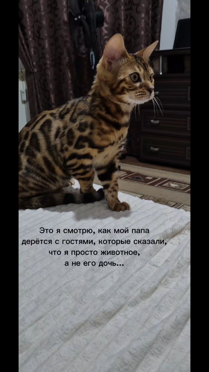Мышка Муся и Маруся в LOOKY. . 