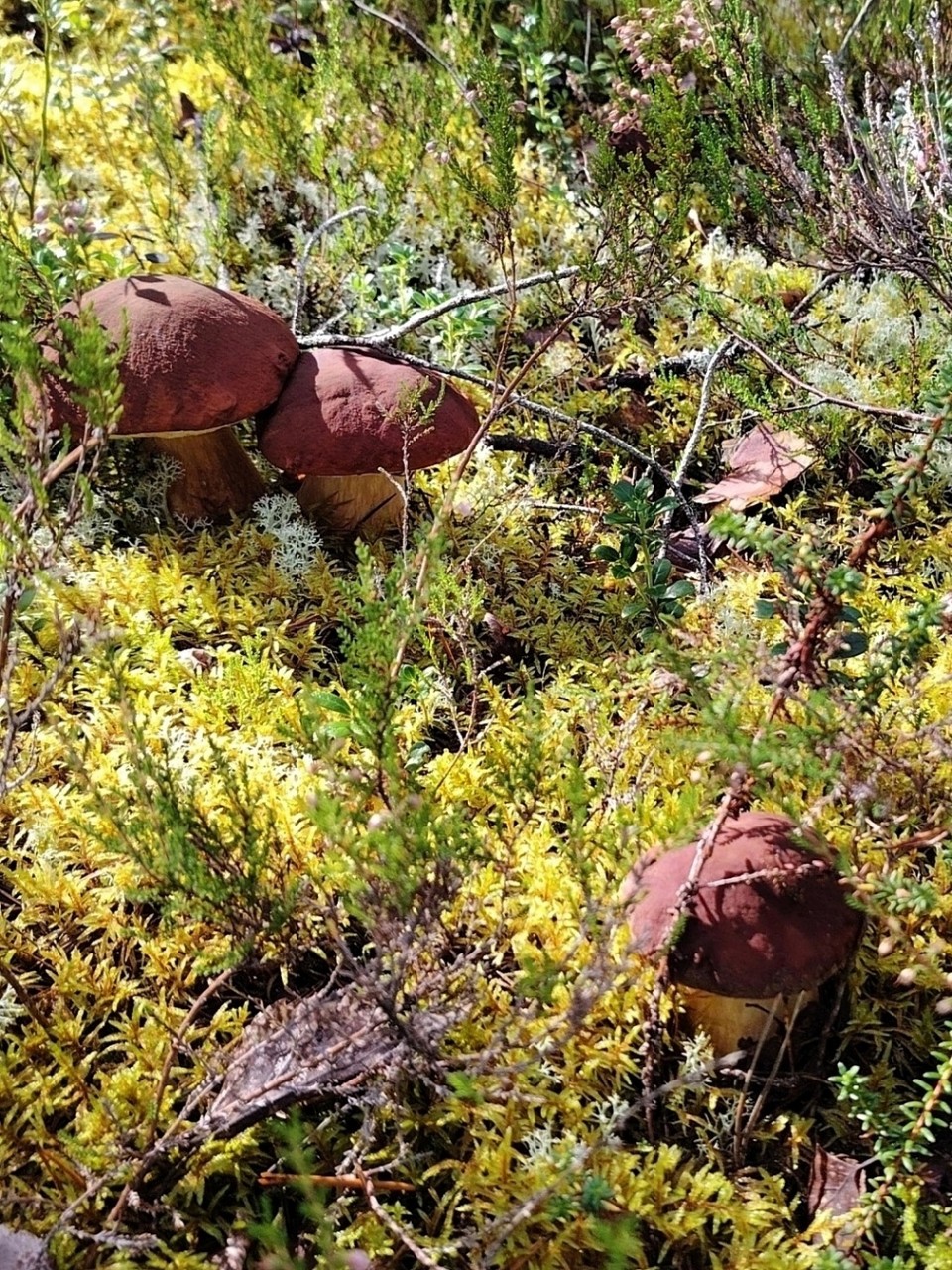 Карелия🌲Karjala
В Карелии дождливо и прохладно. Грибочки пошли и по всем признакам будет урожайный год🍄‍🟫, но пока местами.
#летовкарелии #лето
#карелия #karelia #karjala #живувкарелии #природа #природакарелии
#looky #looky_official #LOOKY_контент #looky_you #you #looky_топ