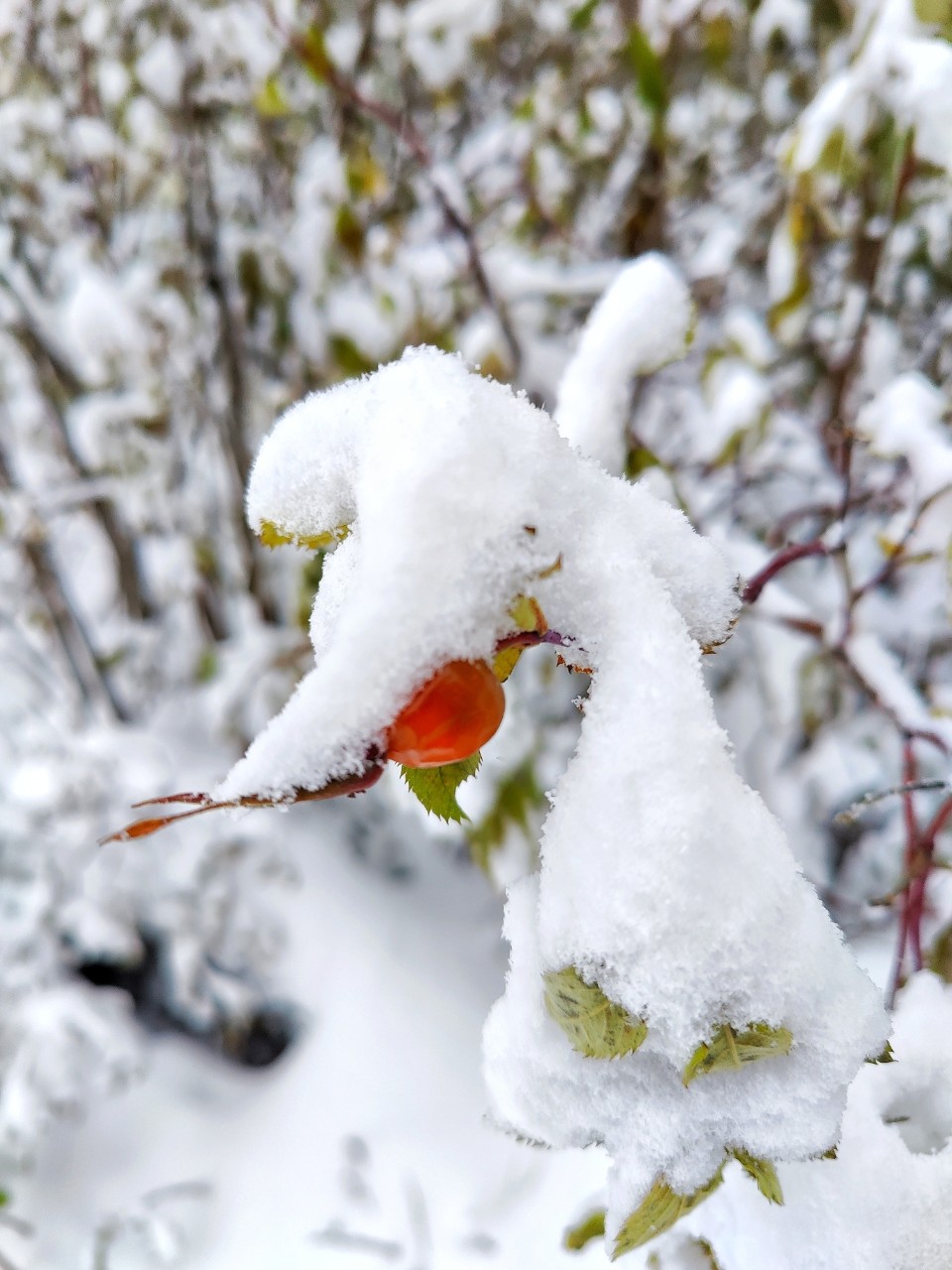 Виктор в LOOKY. #зима
#карелия,#karelia,#karjala,#живувкарелии,#природа,#природакарелии,#photonature,#naturephoto
#looky,#looky_official,#LOOKY_контент,#looky_you,#you,#looky_топ. ❄️Карелия🌲Karjala❄️...