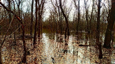 progulkipolecu1 в LOOKY. #леса,,#forests,,#грибы,,#mushrooms,#река,,#вода,,#river,,#water. #леса, #forests, #гр...