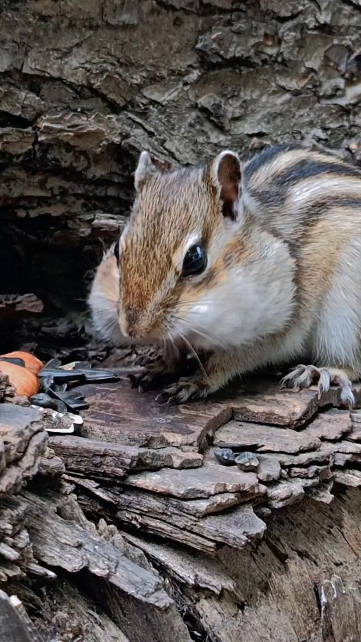 Natalya в LOOKY — Забавный бурундучок 🌰🐿️🌰
#сибирь #лето #лесныежители #бур