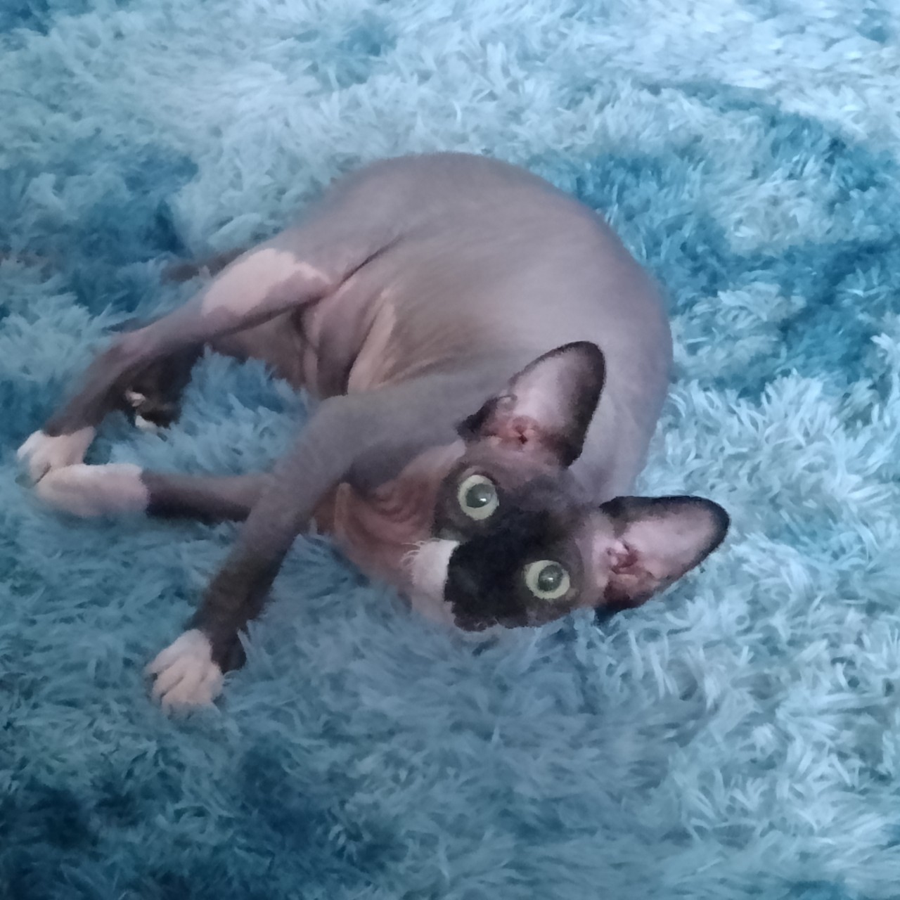 Кот осваивает новый коврик [#самыйлучшийкот ](самыйлучшийкот)[#кошкитакиекошки ](кошкитакиекошки)