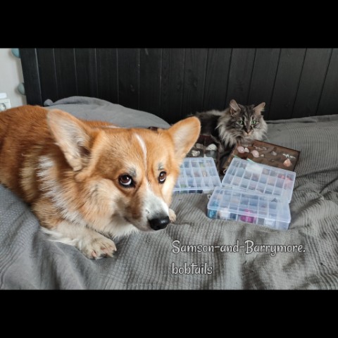 samson_and_barrymore.bobtails в LOOKY. #петрофилия,#Самсон_мкб,#снегвапреле,#добрыйкот,#cutekitty,#catlovers,#безкотаижизньнета,#каккошкассобакой,#ilovemycat,#pets_of_instagram,#котдня,#котмодель,#большойкот,#курильскийбобтейл,#kurilianbobtail,#безкотаижизньнета,#будьтездоровы,#мкб,#котипес,#котболеет,#мкбукота,#зеленыеглаза,#мыизкотограма,#looky,#looky_топ,#looky_official. .
В настоящий момент...