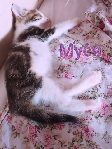 Настя в LOOKY. . Муся