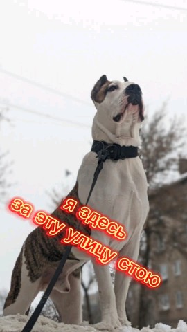 Жизнь Арчи в LOOKY. . Я здесь за эту улицу...