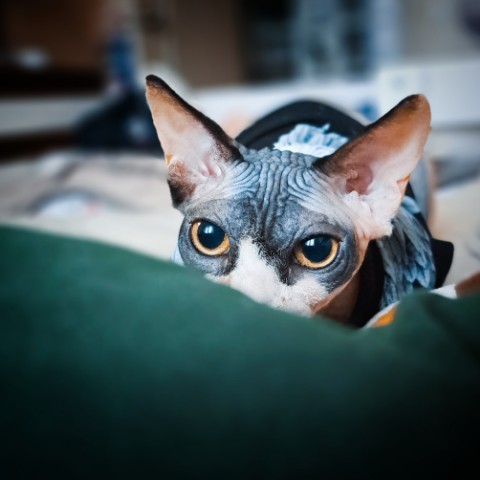 Larisa K. в LOOKY. #Chloe,#cat,#сфинксытакиесфинксы. Хищщщщник))
#Chloe
#...