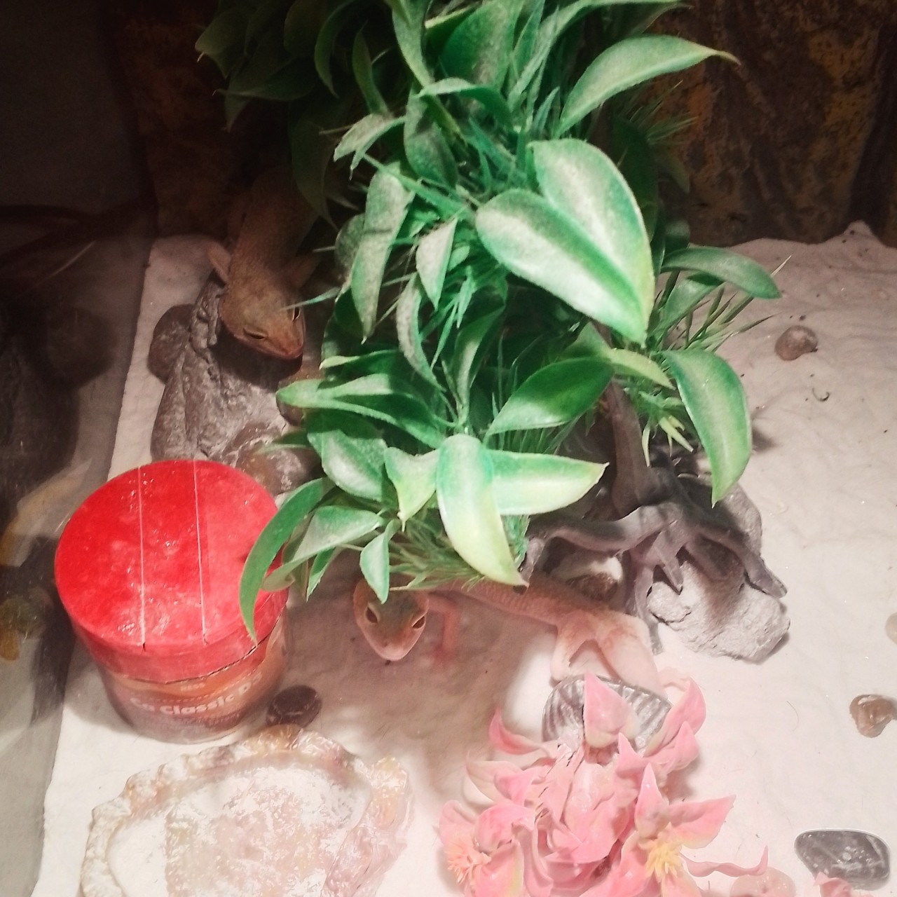 rina_veli в LOOKY — ящеркиии☺