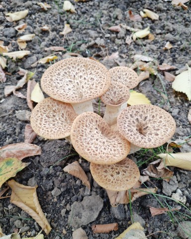 iren_zlatolinskya в LOOKY. . Выросло... 🍄‍🟫🍄‍�...