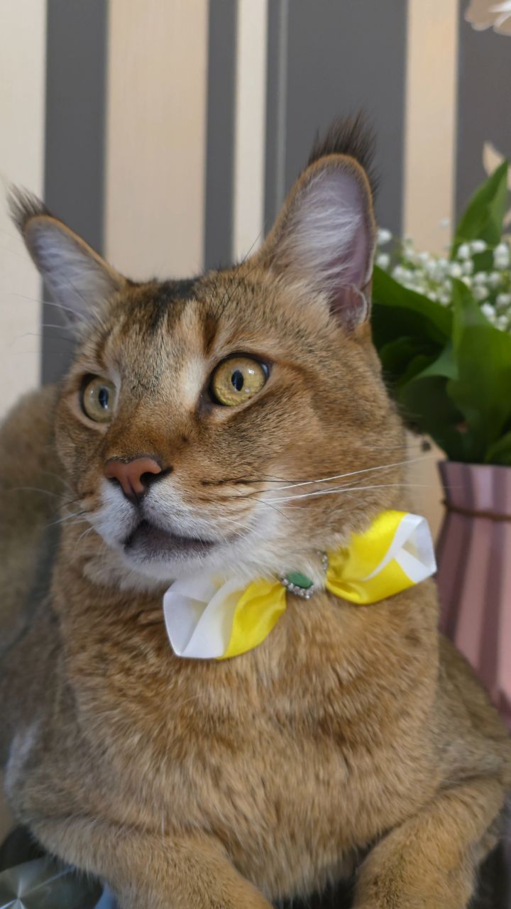 afina_zeus в LOOKY. #кот,#кошки,#коты,#кошка,#мыизкотограма,##большиекошки,#редкиекошки,#красивыекошки,#гибридныекошки,#видеомомент,#видосики,#рилсы,#жизнькота,#букетцветов,#ландыши,#looky,#looky_official,#looky_кошки,#looky_контент,#looky_наприроде,#хвостатый_друг. Мои выходные прошли ...