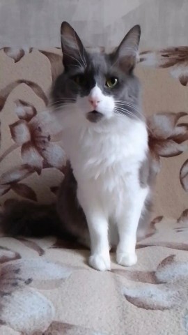 Кот эклер в LOOKY. #кот,#котик. [#топ](топ) #кот #ко...