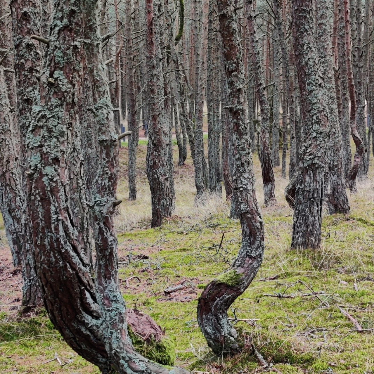 Dmitry в LOOKY — фото 2