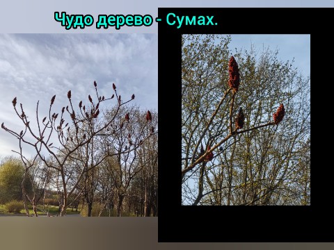 Уникальные товары с душой в LOOKY. . Удивительная природа...