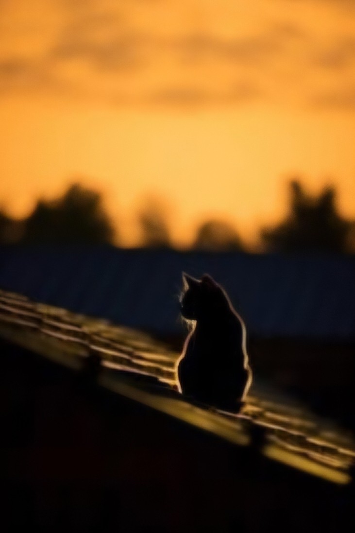 martisha_kisya_ в LOOKY — публикация